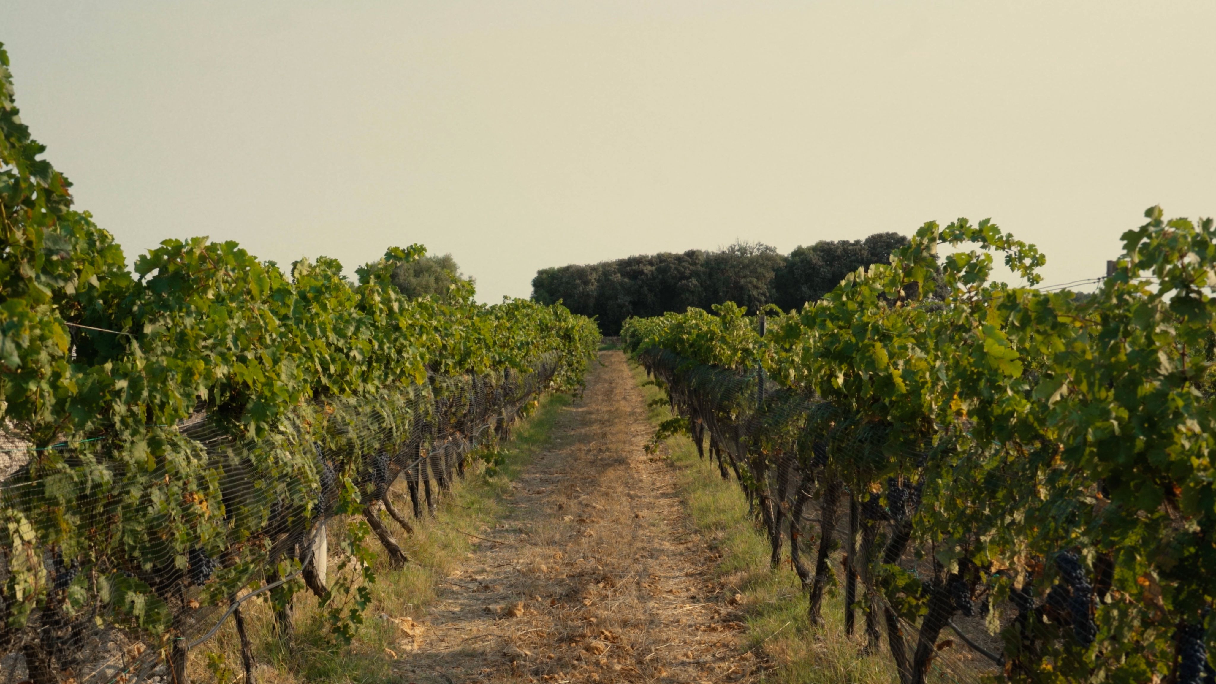 Description of the image